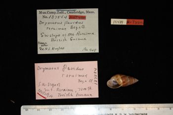 Media type: image; Malacology 137584